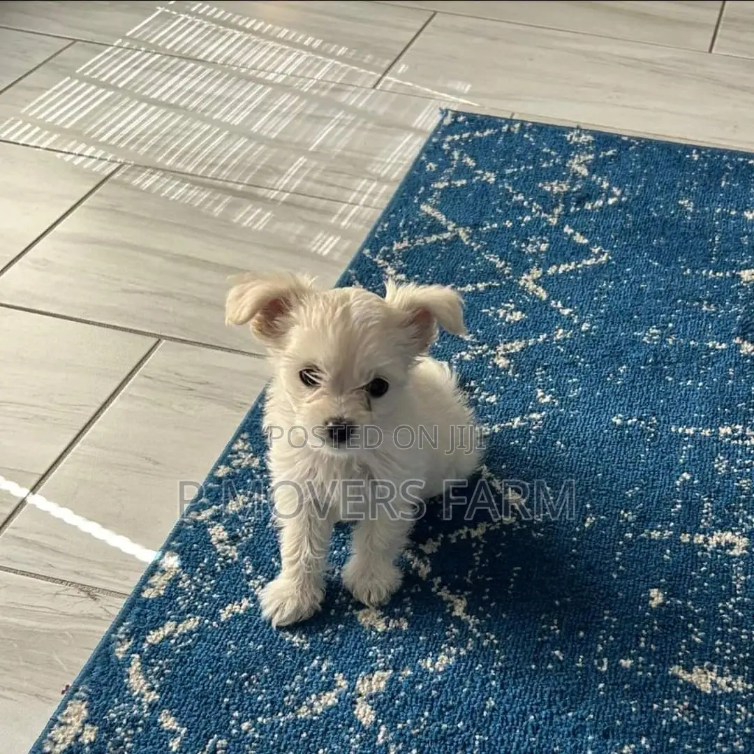 1-3 months Male Purebred Poodle