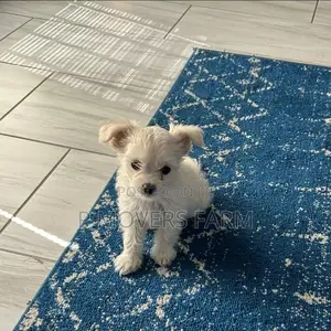 1-3 months Male Purebred Poodle