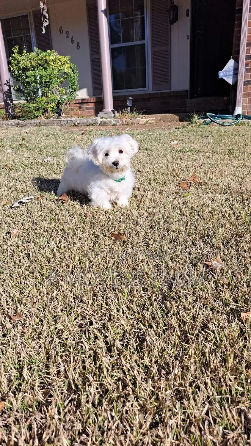 1-3 months Male Purebred Poodle