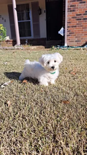 1-3 months Male Purebred Poodle