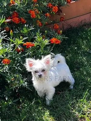 1-3 months Male Purebred Lhasa Apso