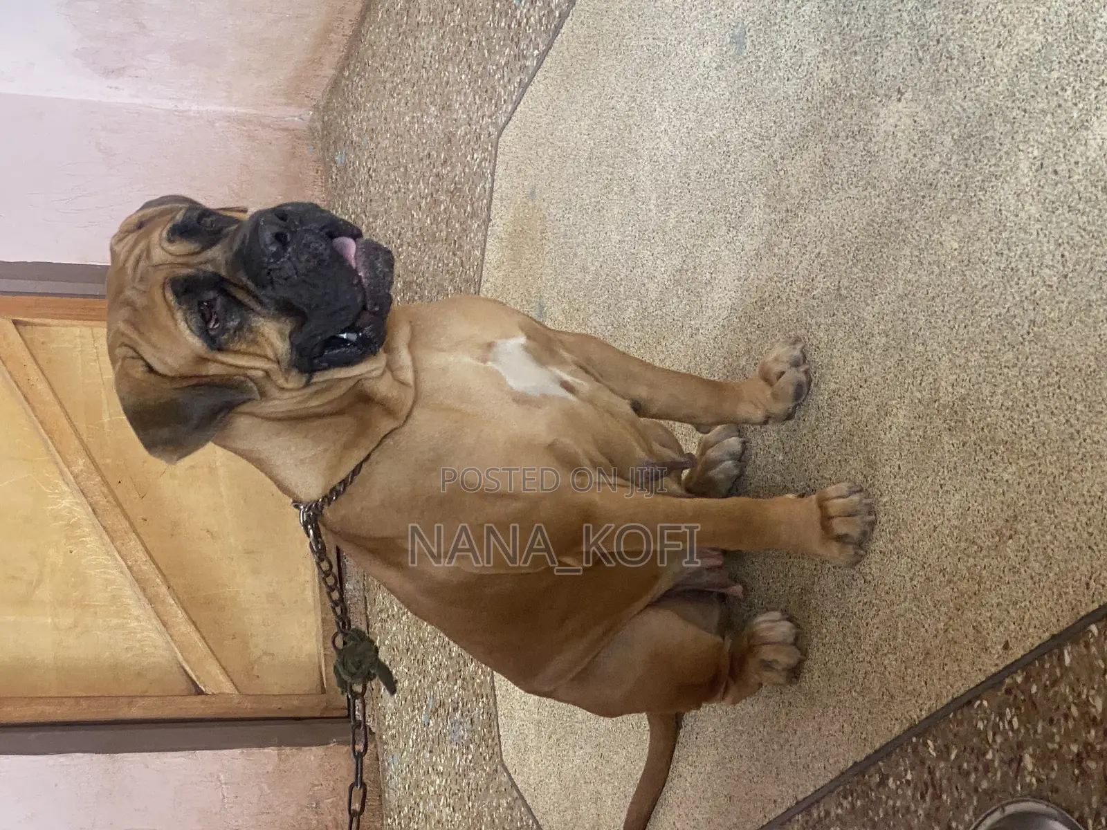 1+ year Female Purebred Mastiff