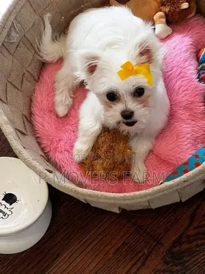1-3 months Female Purebred Poodle