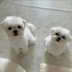1-3 months Male Purebred Poodle