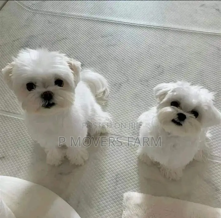 1-3 months Male Purebred Poodle