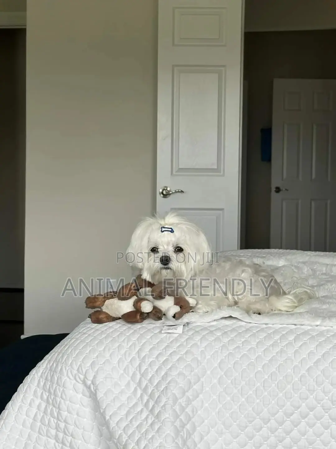 1-3 months Male Purebred Maltese