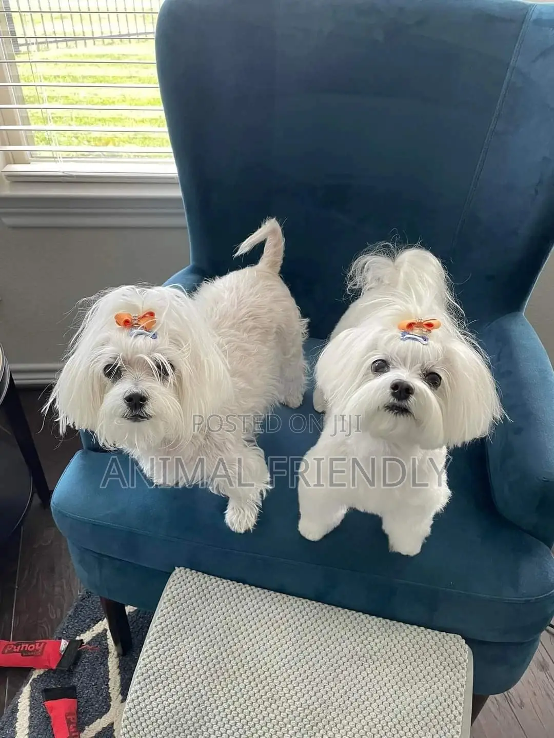 1-3 months Male Purebred Maltese