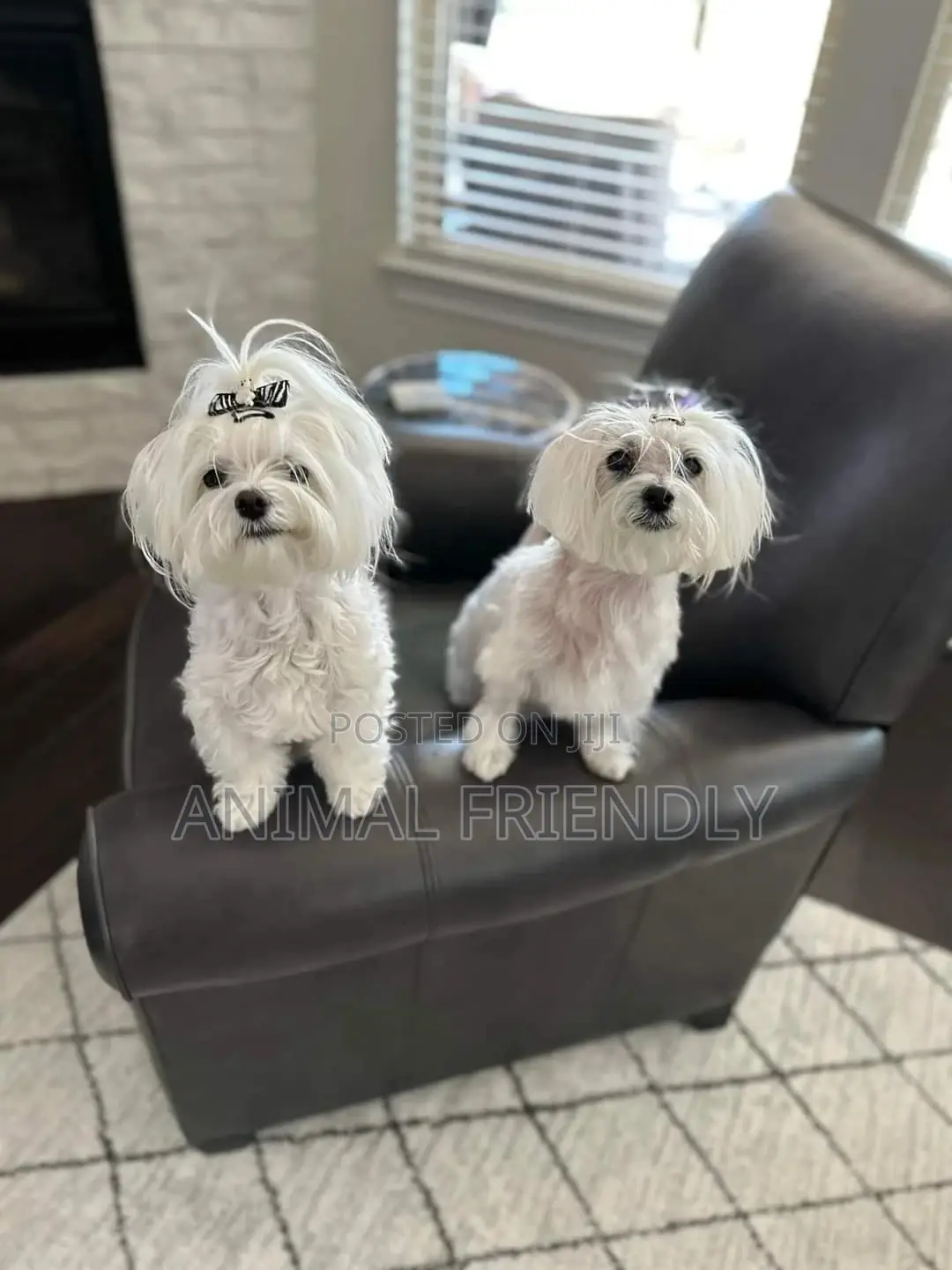 1-3 months Male Purebred Maltese