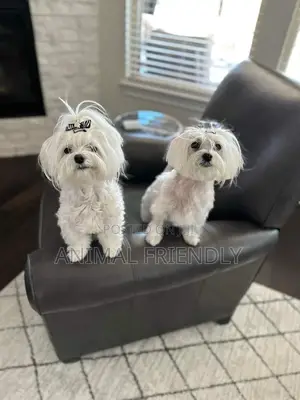 1-3 months Male Purebred Maltese
