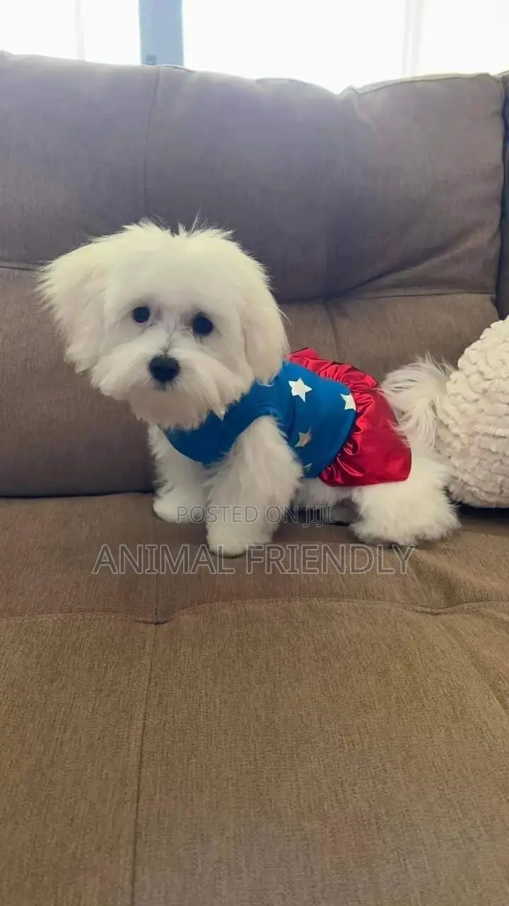 1-3 months Female Purebred Poodle