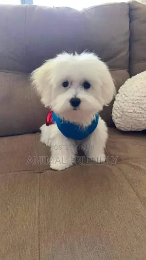 1-3 months Female Purebred Maltese