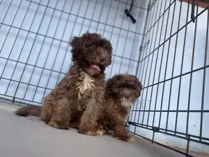 1-3 months Male Purebred Poodle