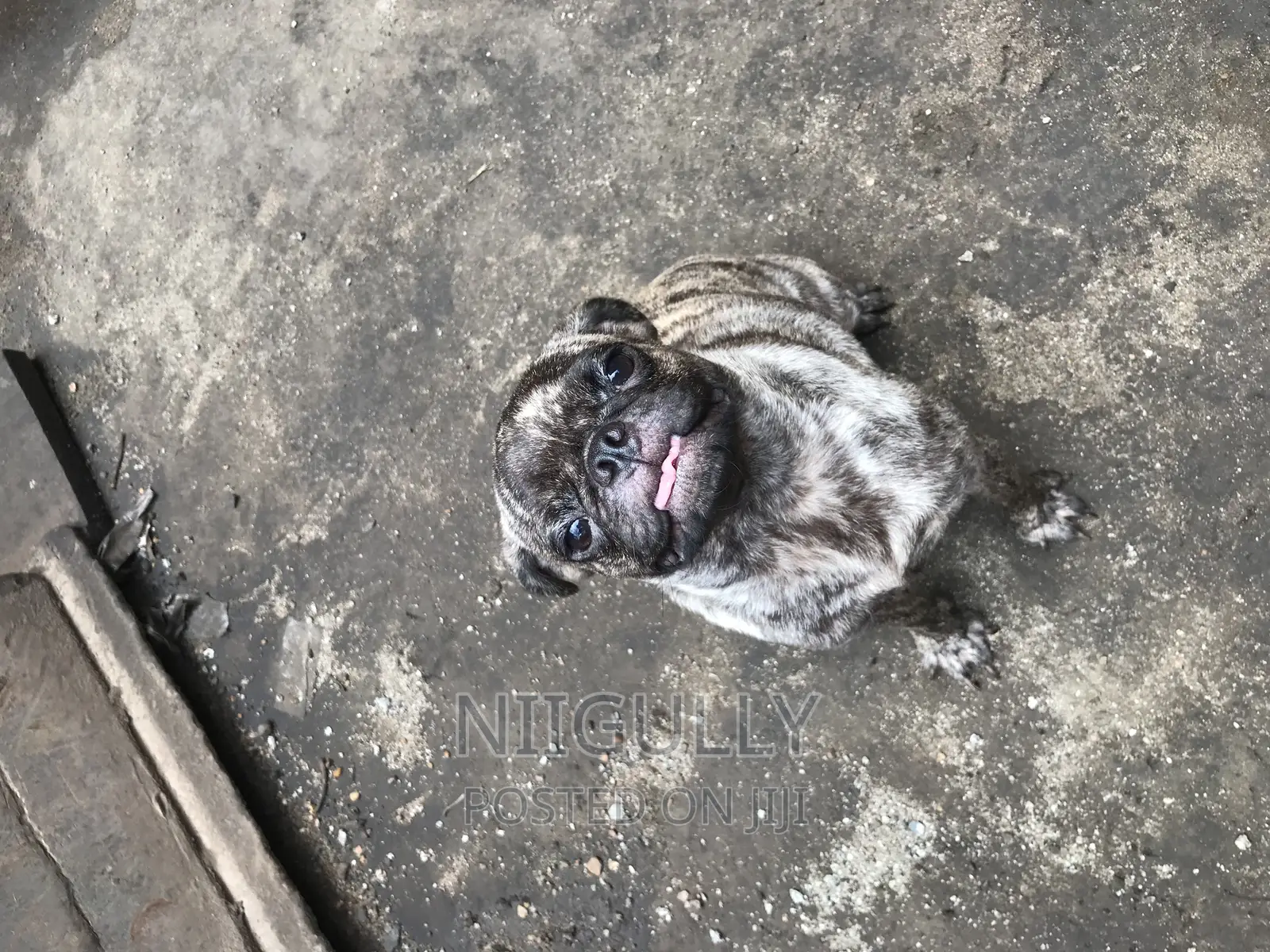 3-6 months Male Purebred Pug