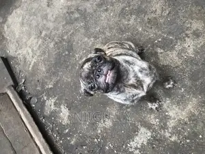 3-6 months Male Purebred Pug