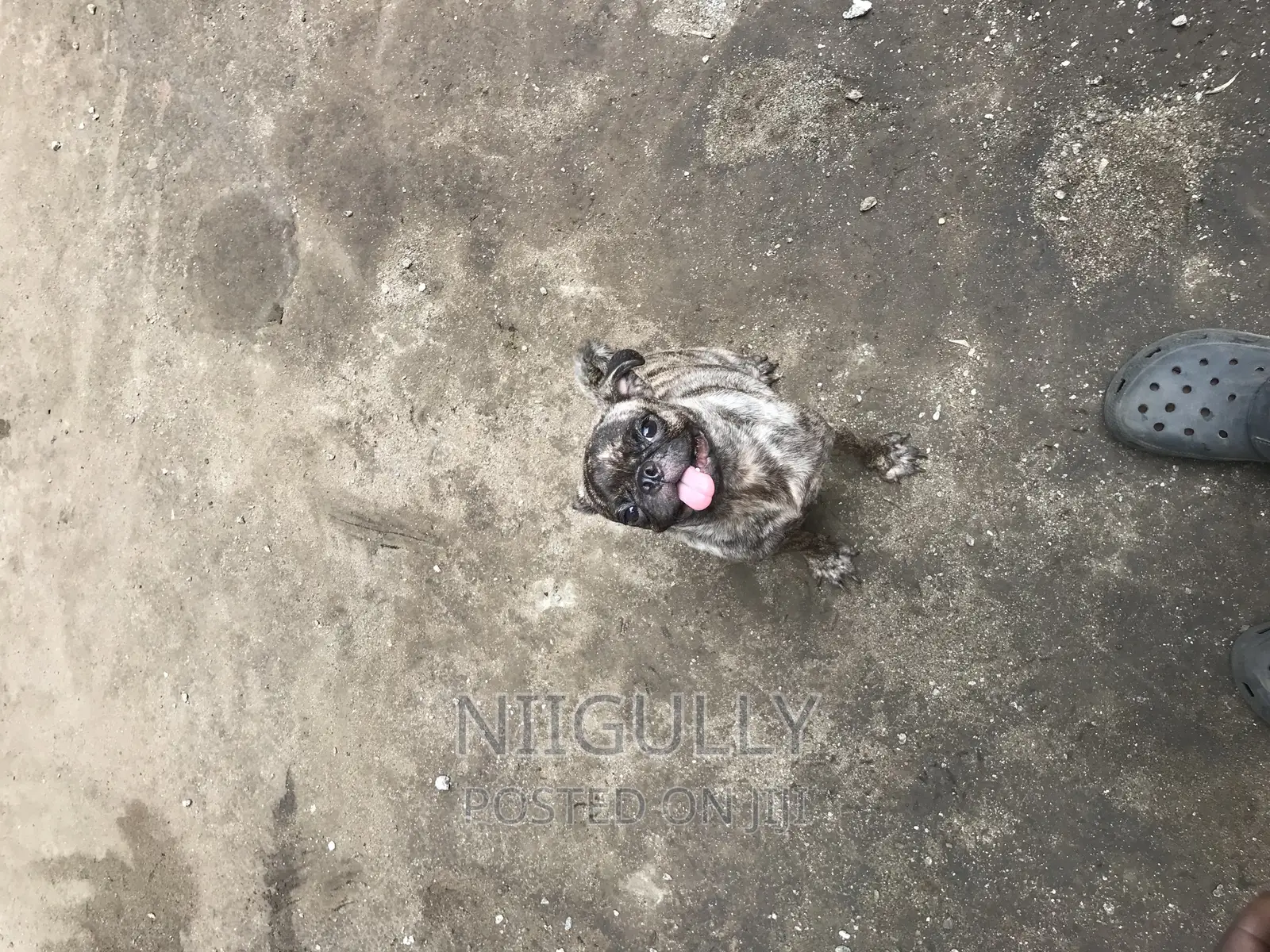 3-6 months Male Purebred Pug