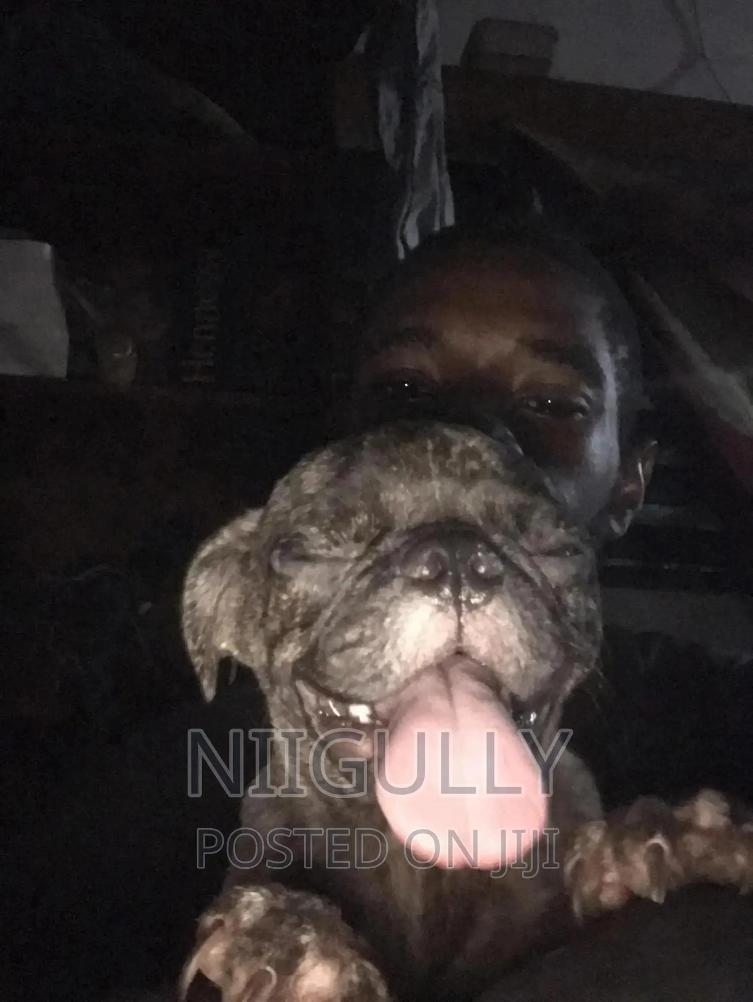 3-6 months Male Purebred Pug