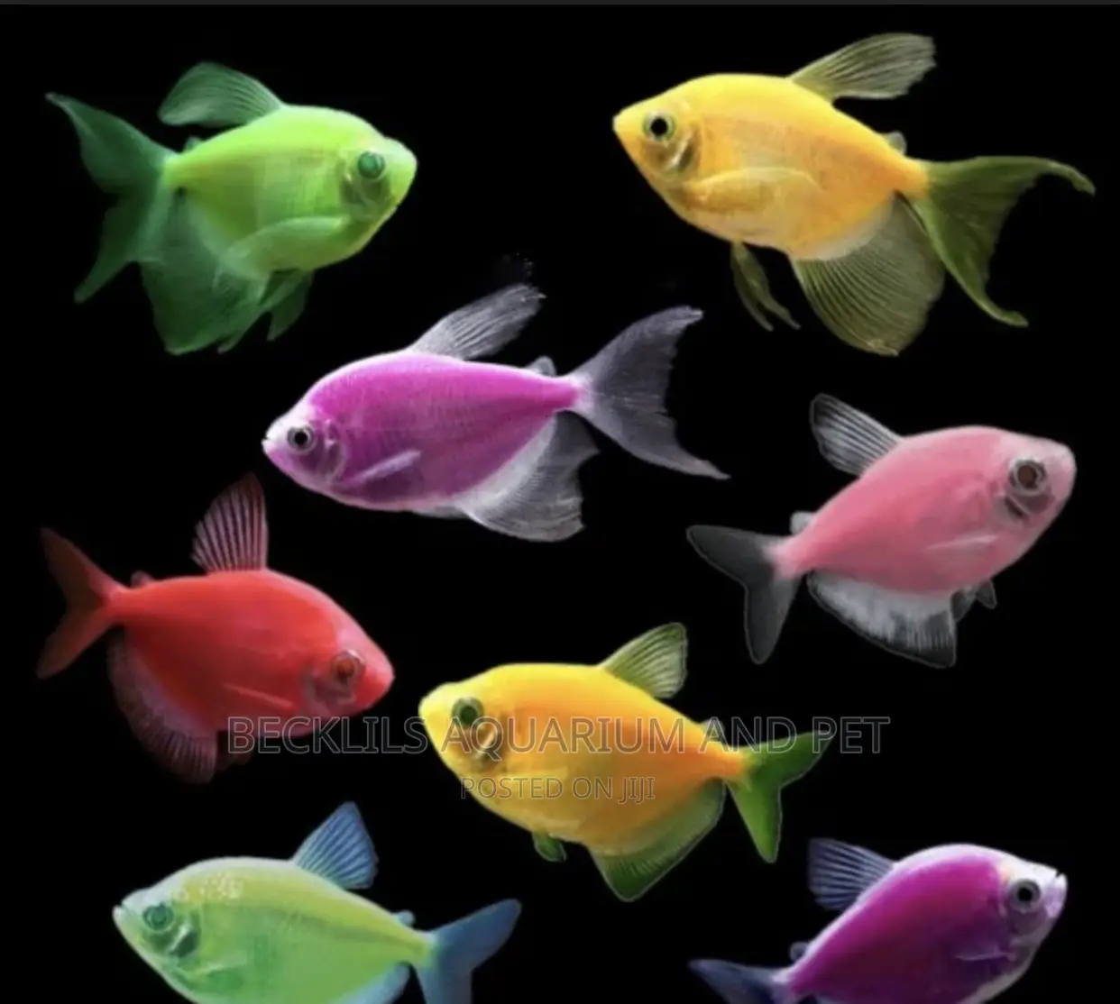 Glow Tetra Fish