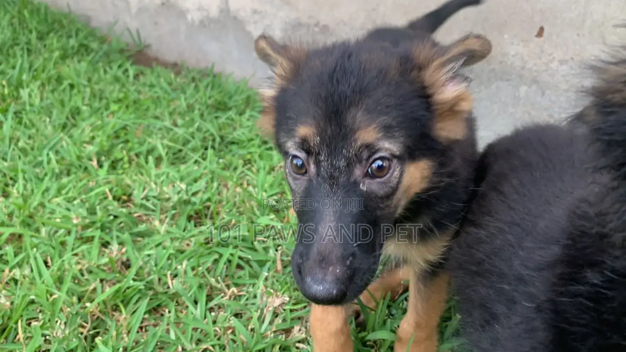 1-3 months Female Purebred German Shepherd