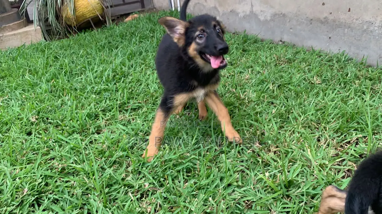 1-3 months Female Purebred German Shepherd