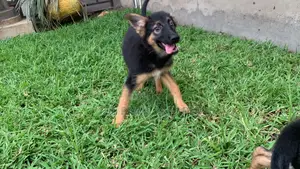1-3 months Female Purebred German Shepherd