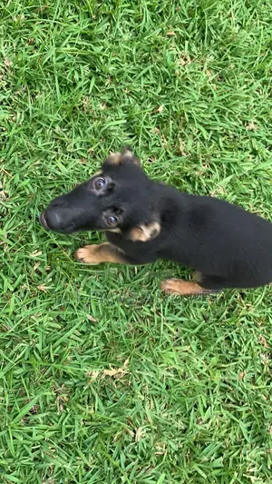 1-3 months Female Purebred German Shepherd