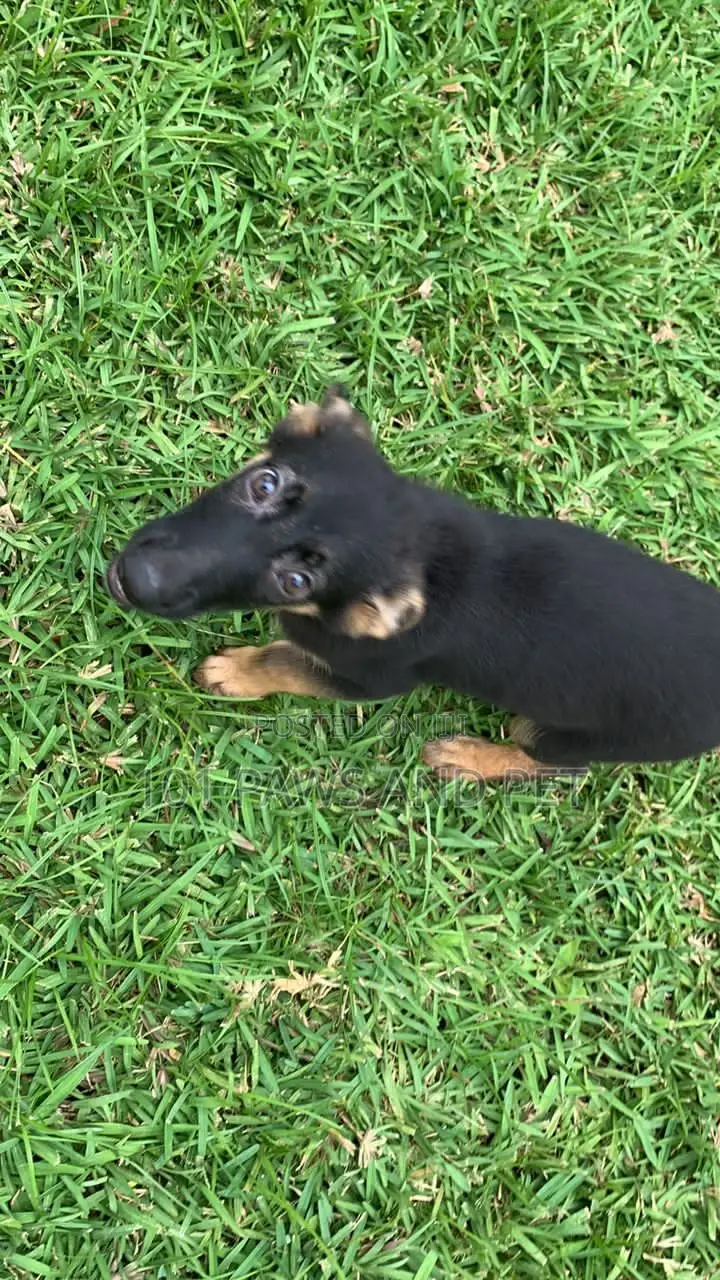 1-3 months Female Purebred German Shepherd