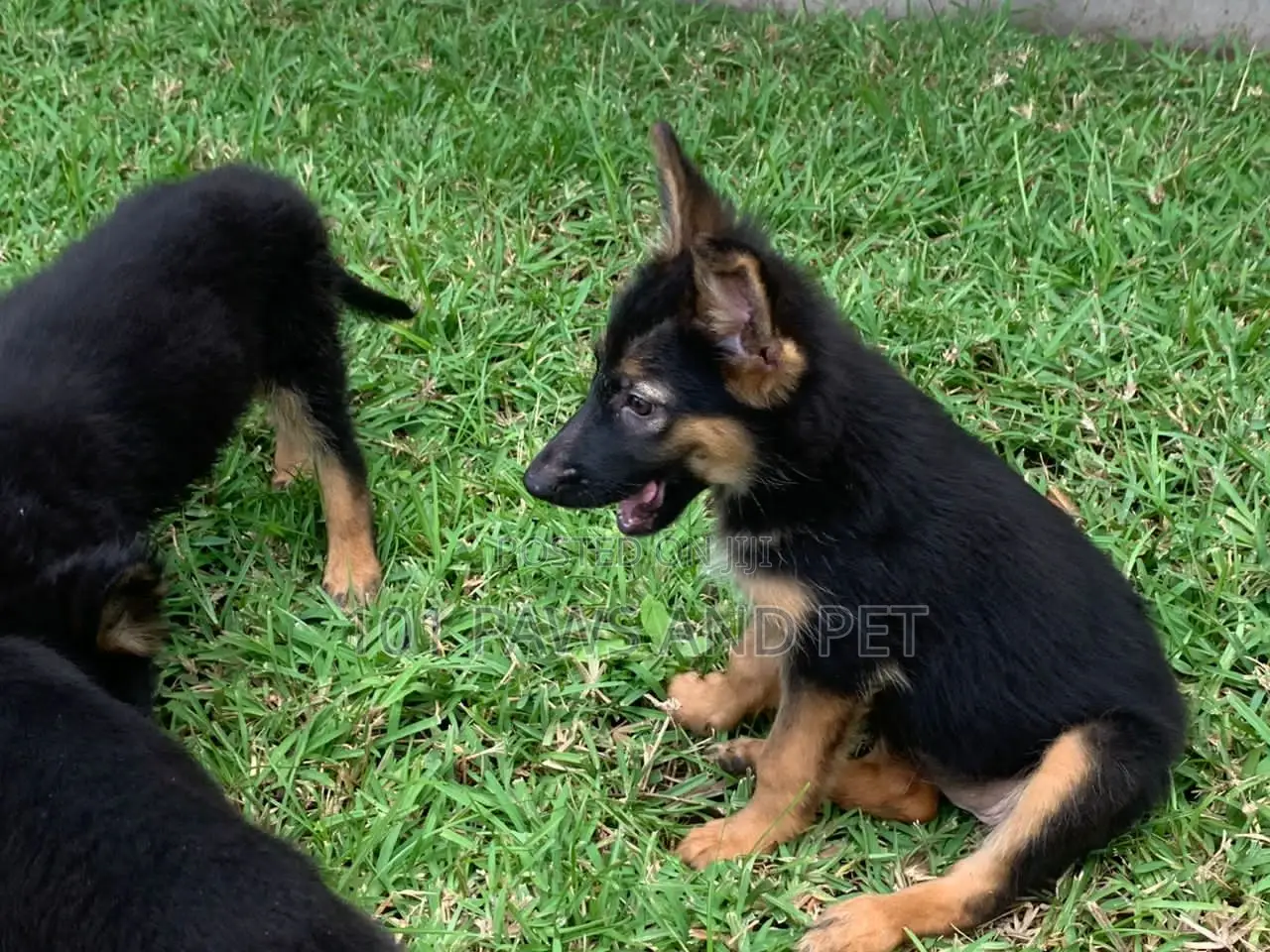 1-3 months Female Purebred German Shepherd
