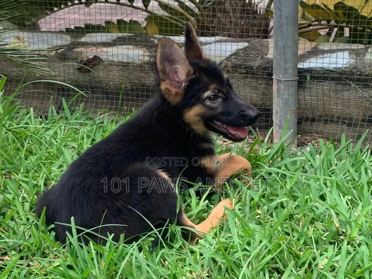 1-3 months Female Purebred German Shepherd