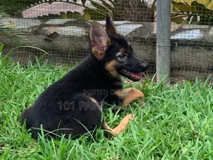 1-3 months Female Purebred German Shepherd