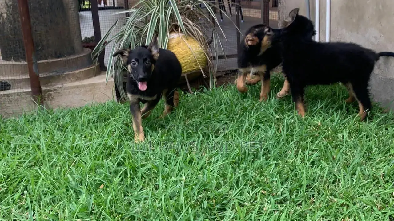 1-3 months Female Purebred German Shepherd