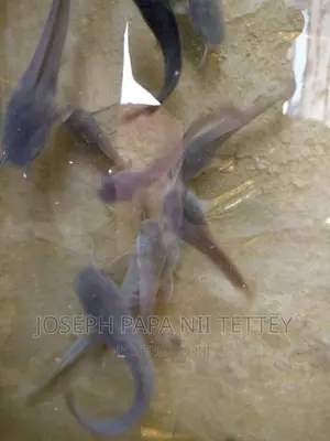 Juveniles Catfish and Jumbo
