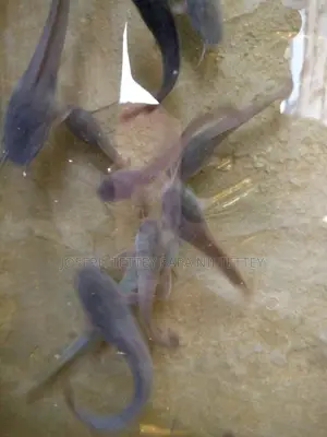Juveniles Catfish and Jumbo
