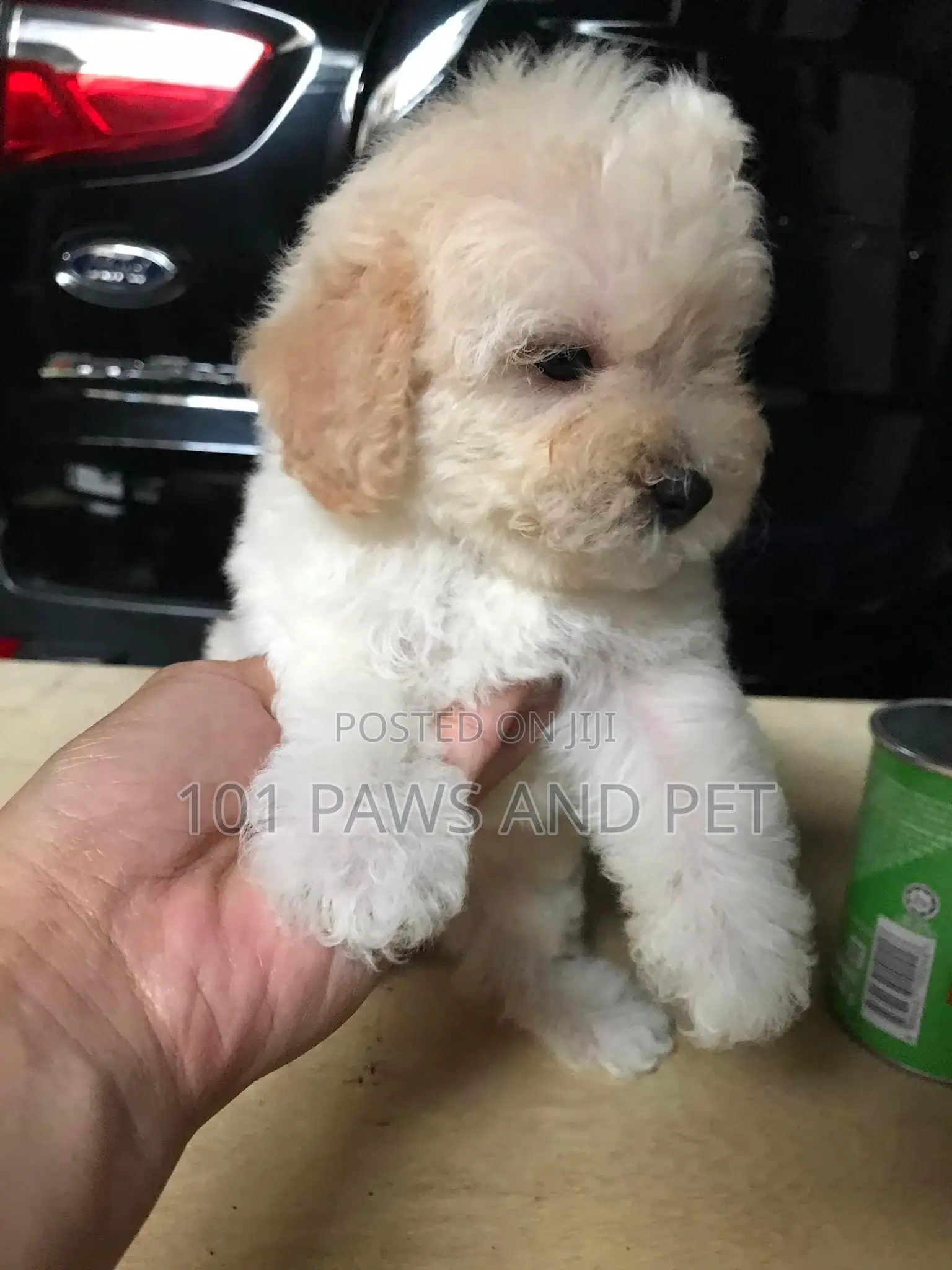 1-3 months Female Purebred Poodle