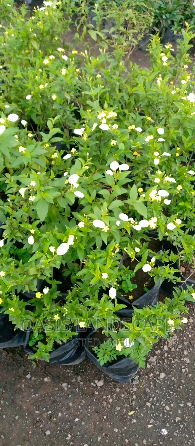 Oasis Landscapes and More