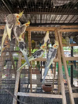 Cockatiels Different Colors.