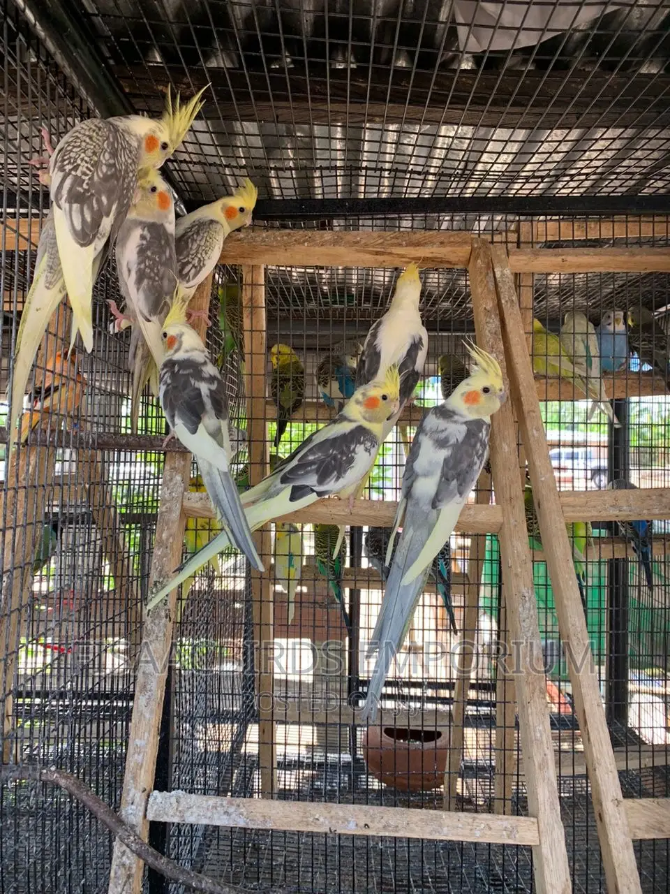 Cockatiels Different Colors.