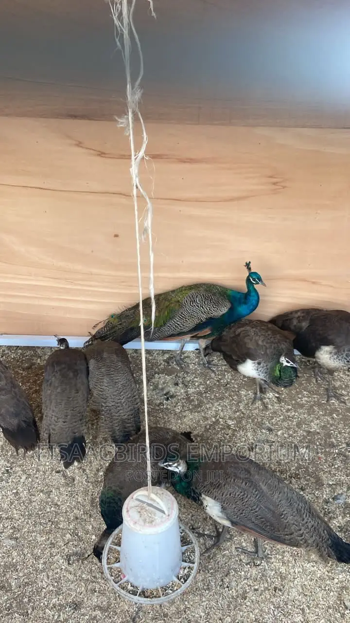 Indian Blue Peafowls (Pair)