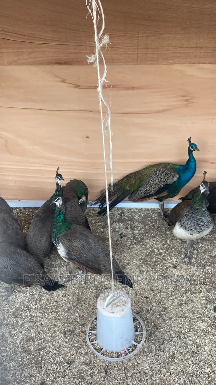 Indian Blue Peafowls (Pair)