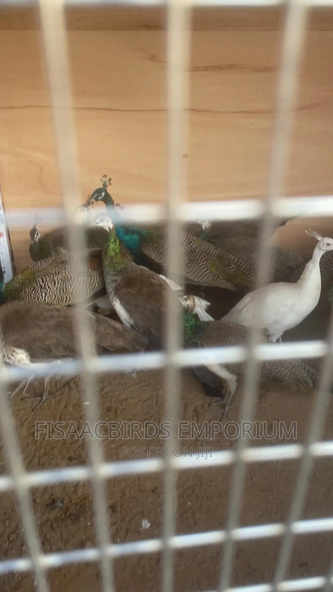 Indian Blue Peafowls (Pair)