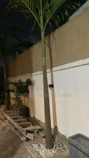 Palm for Sale