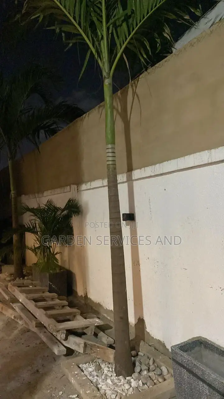 Palm for Sale