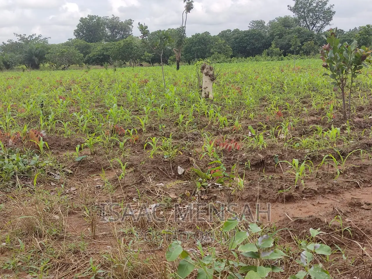Do You Own Afarm Inghana or Are Youconsidering Startingone?