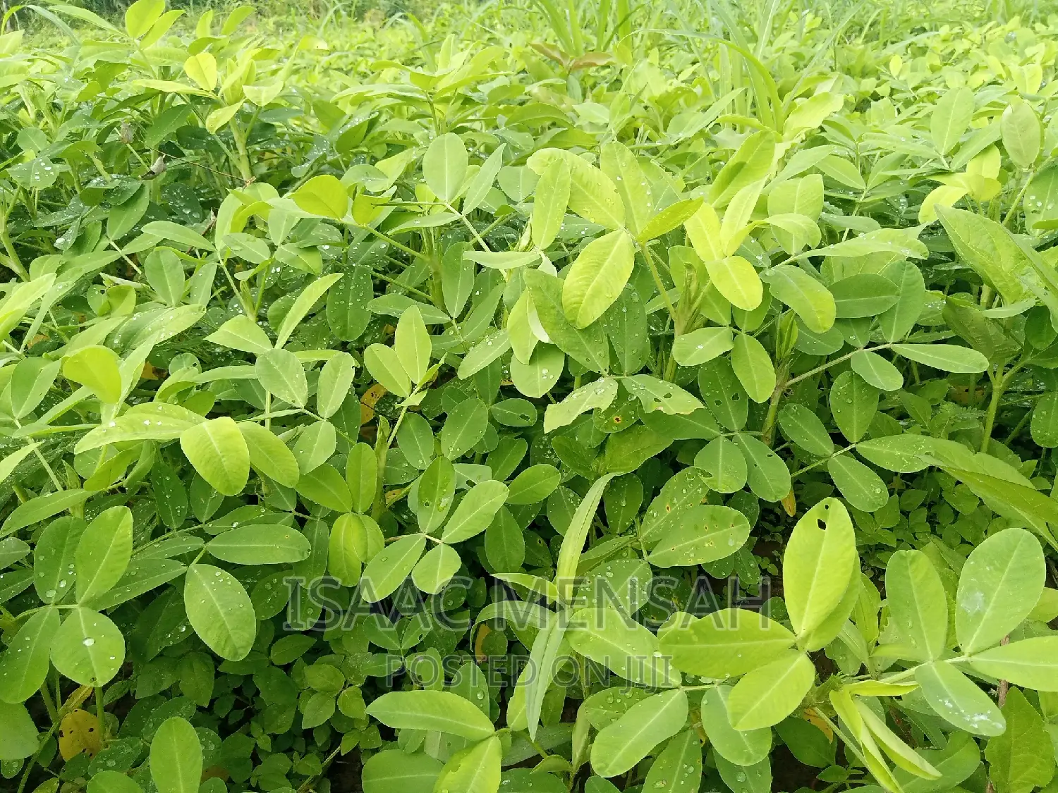 Do You Own Afarm Inghana or Are Youconsidering Startingone?