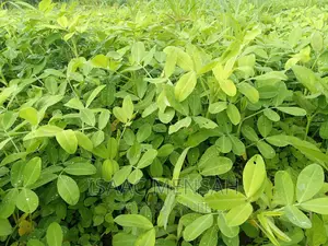 Do You Own Afarm Inghana or Are Youconsidering Startingone?