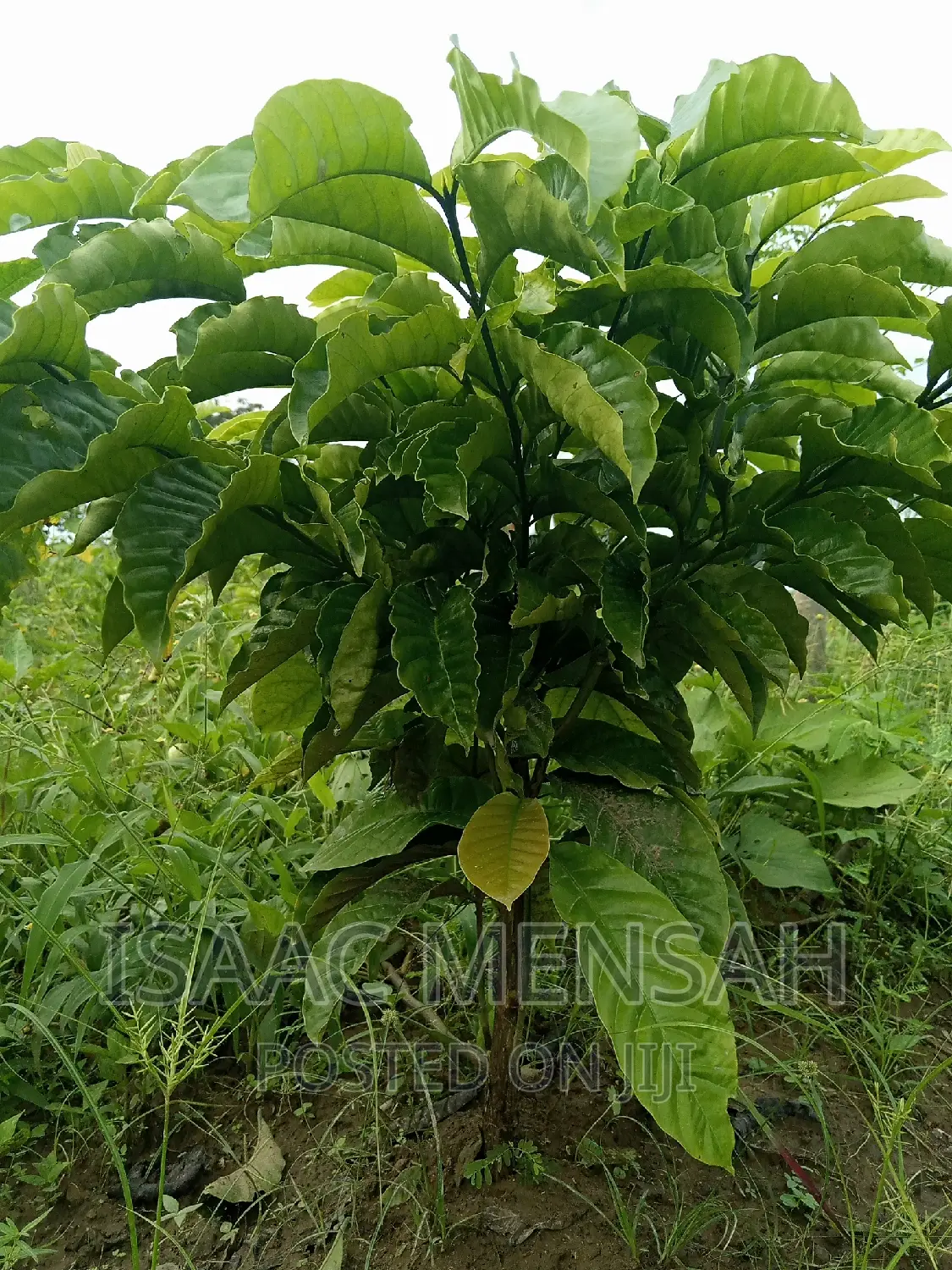 Do You Own Afarm Inghana or Are Youconsidering Startingone?