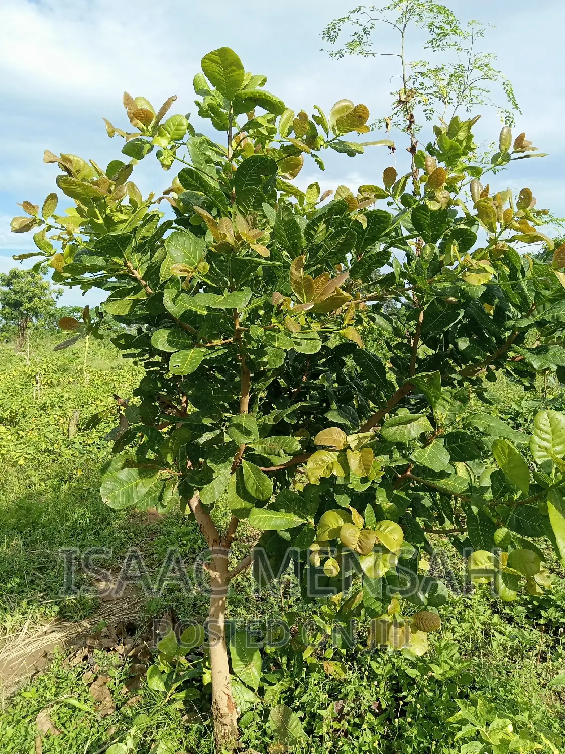 Do You Own Afarm Inghana or Are Youconsidering Startingone?