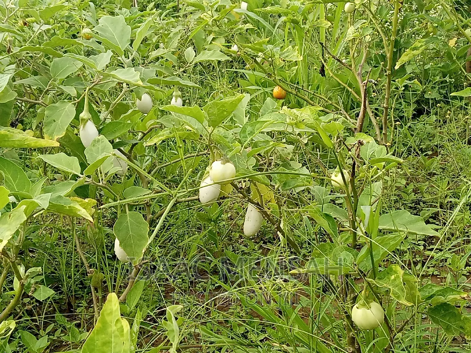 Do You Own Afarm Inghana or Are Youconsidering Startingone?