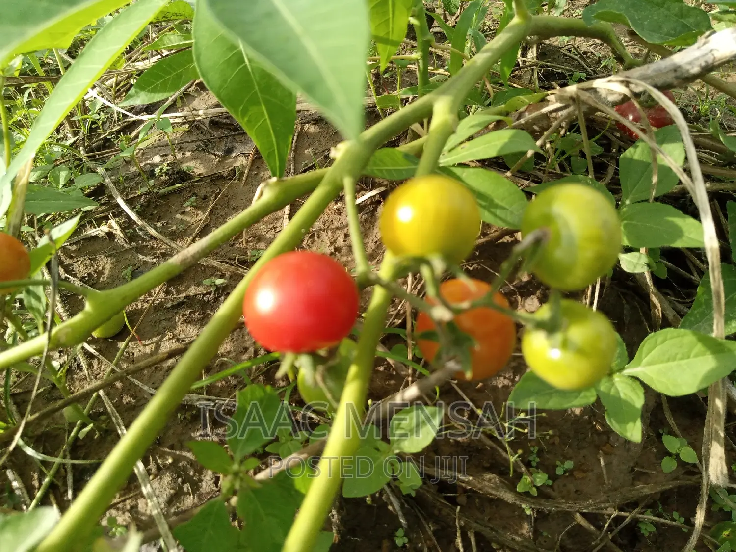 Do You Own Afarm Inghana or Are Youconsidering Startingone?