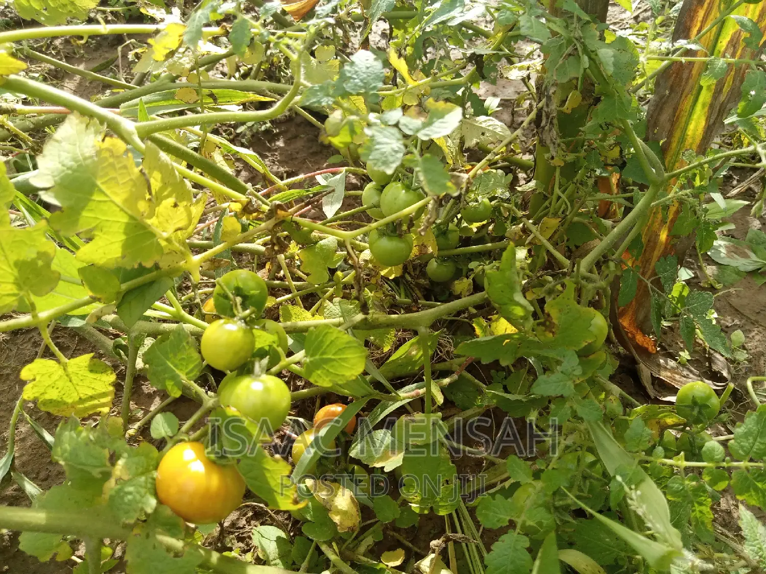 Do You Own Afarm Inghana or Are Youconsidering Startingone?