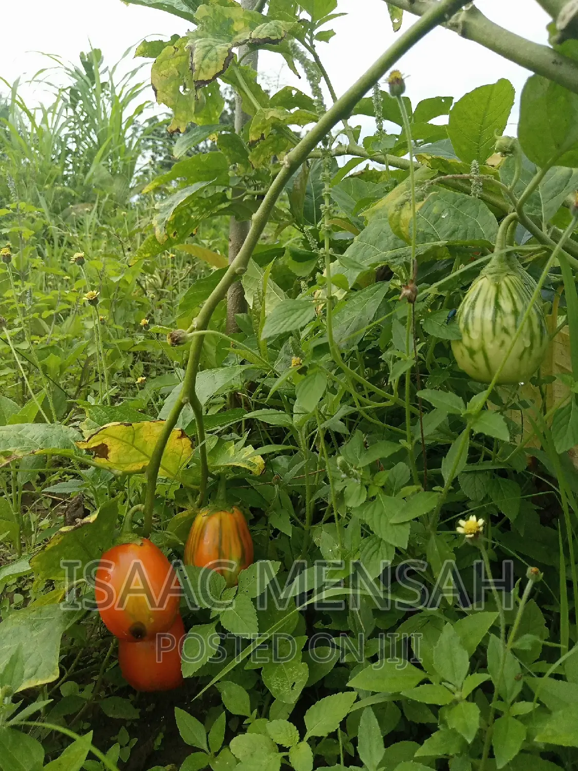 Do You Own Afarm Inghana or Are Youconsidering Startingone?